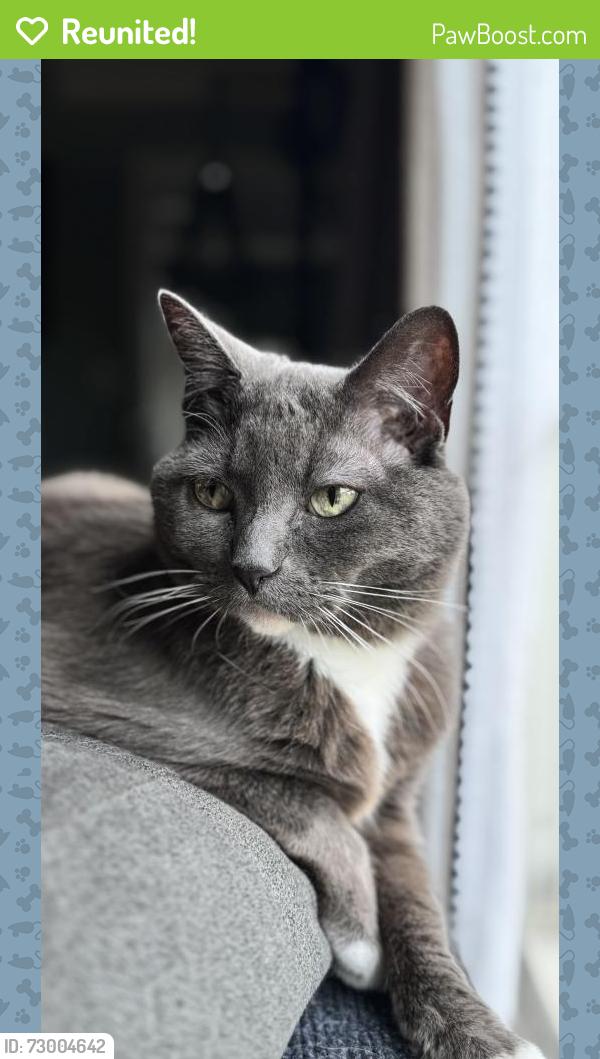 Reunited Female Cat last seen American beauty drive and 600 north salt lake city, Salt Lake City, UT 84116