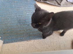 Found/Stray Female Cat last seen Country Club Road amd W. 21st Street, Indianapolis, IN 46234
