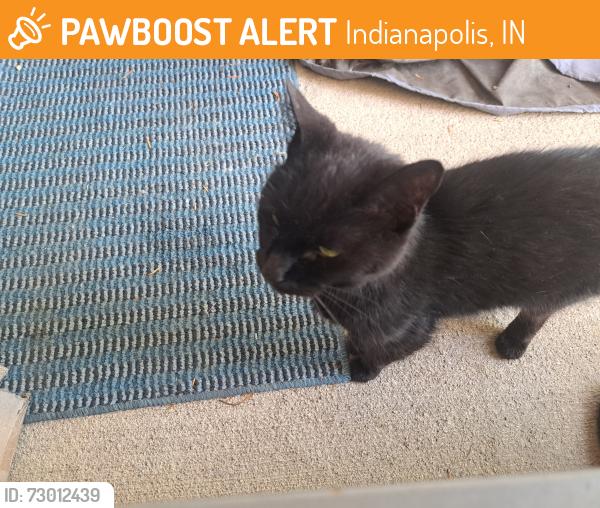 Found/Stray Female Cat last seen Country Club Road amd W. 21st Street, Indianapolis, IN 46234