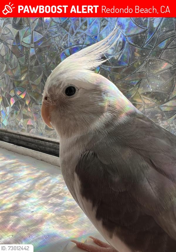 Lost Male Bird last seen Anderson Park, Redondo Beach, CA 90278
