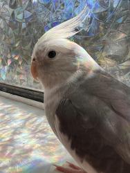 Lost Male Bird last seen Anderson Park, Redondo Beach, CA 90278