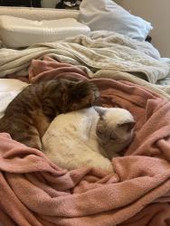 Lost Female Cat last seen Hyland Greens Neighborhood, Westminster, CO 80031
