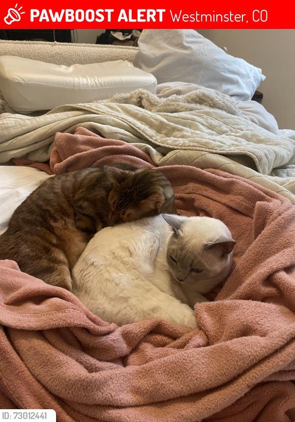 Lost Female Cat last seen Hyland Greens Neighborhood, Westminster, CO 80031