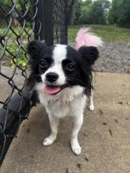 Lost Female Dog last seen Law Chapel , Maryville, TN 37803