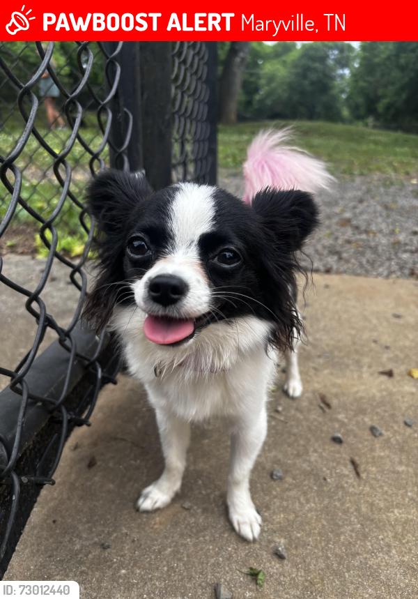 Lost Female Dog last seen Law Chapel , Maryville, TN 37803