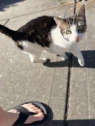 Found/Stray Female Cat last seen 114th st and 124th ave, Vancouver, WA 98682