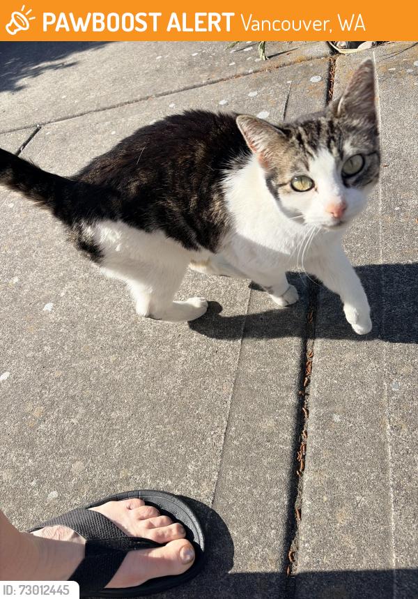 Found/Stray Female Cat last seen 114th st and 124th ave, Vancouver, WA 98682