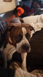 Lost Male Dog last seen not sure, Coon Rapids, MN 55433