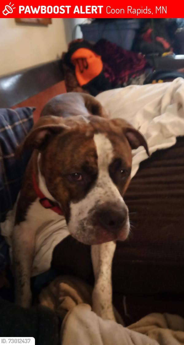 Lost Male Dog last seen not sure, Coon Rapids, MN 55433