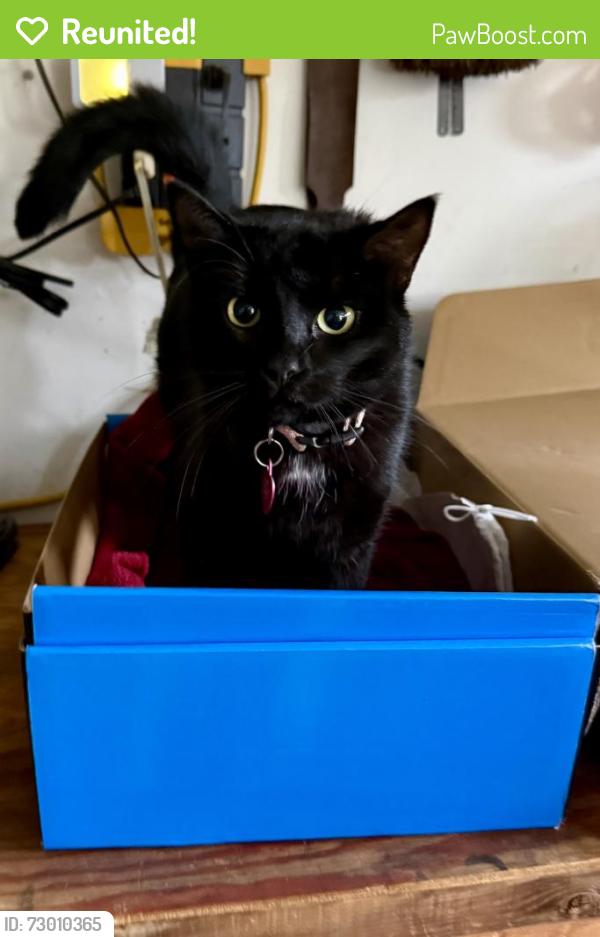 Reunited Female Cat last seen Peach and Goshen, Clovis, CA 93611