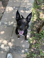 Lost Female Dog last seen N Frazier st , Conroe, TX 77301