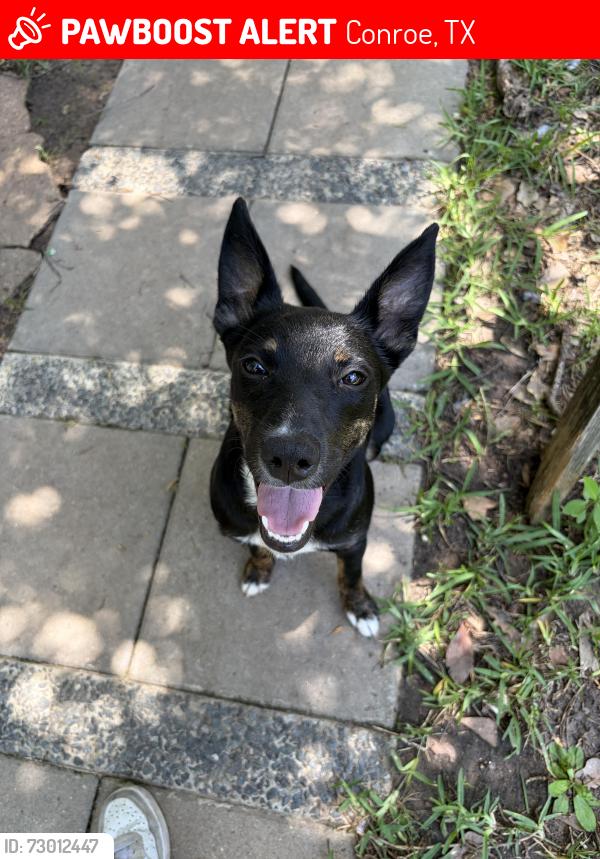 Lost Female Dog last seen N Frazier st , Conroe, TX 77301