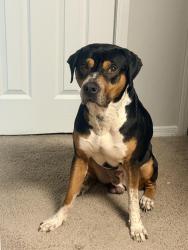 Found/Stray Male Dog last seen Trowbridge & Roswell, Atlanta, GA 30350