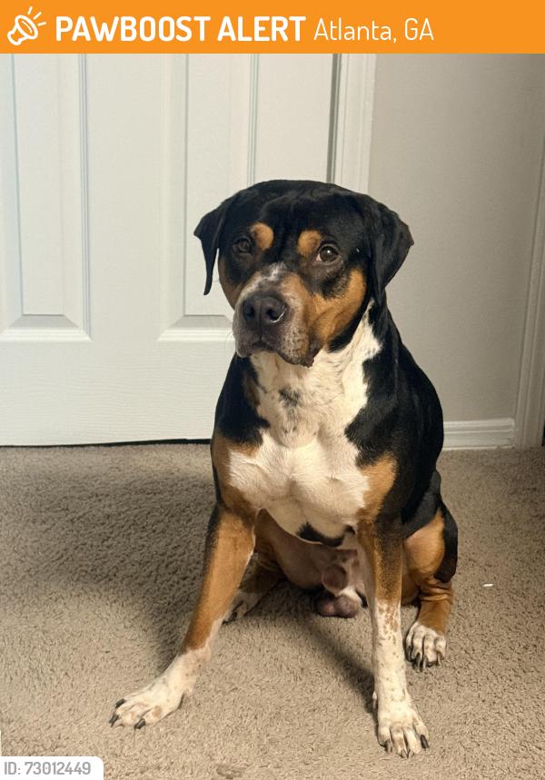 Found/Stray Male Dog last seen Trowbridge & Roswell, Atlanta, GA 30350