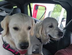 Reunited Male Dog last seen Riverland Road and SW 28th Way, Fort Lauderdale, FL 33312
