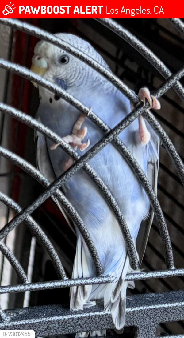Lost Female Bird last seen Covello and gault, Los Angeles, CA 91303