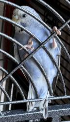Lost Female Bird last seen Covello and gault, Los Angeles, CA 91303