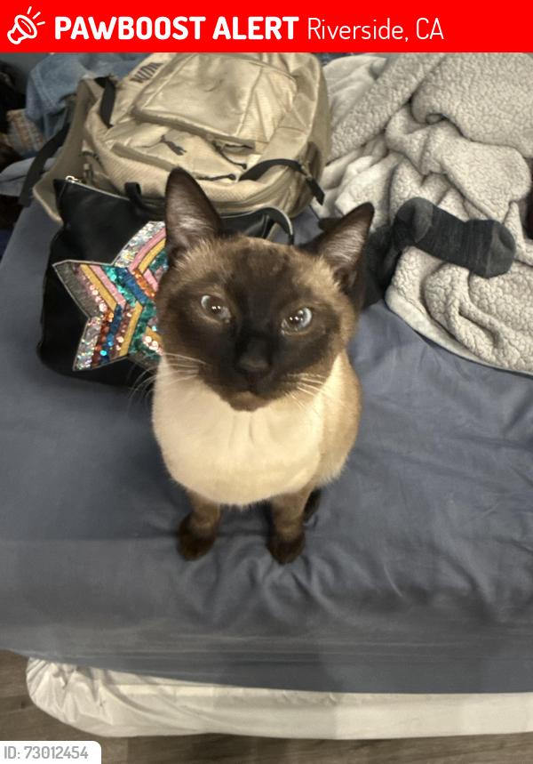 Lost Male Cat last seen Jurupa and Grand, Riverside, CA 92504