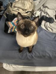 Lost Male Cat last seen Jurupa and Grand, Riverside, CA 92504