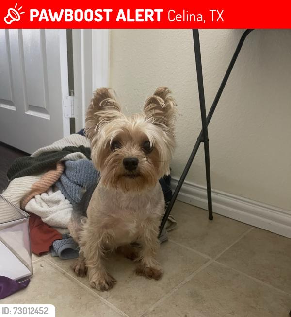 Lost Female Dog last seen Arizona drive and Maple Street, Celina, TX 75009