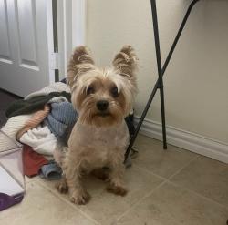 Lost Female Dog last seen Arizona drive and Maple Street, Celina, TX 75009