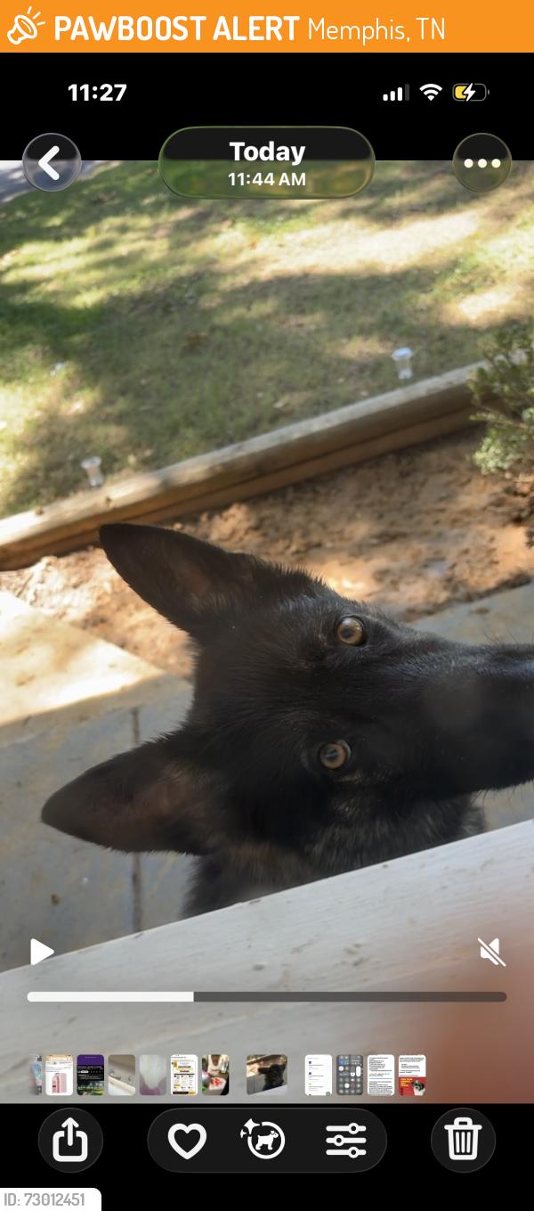 Found/Stray Unknown Dog last seen Walmart, Memphis, TN 38116