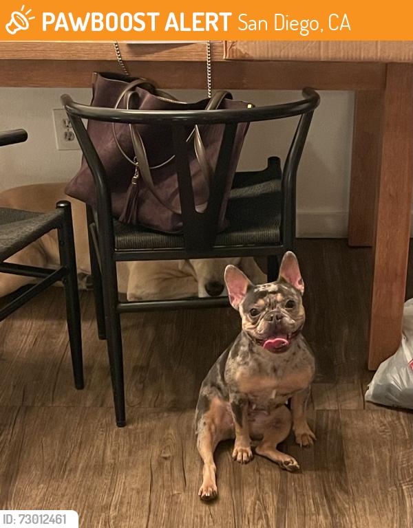 Found/Stray Unknown Dog last seen Near Babcock street , San Diego, CA 92127