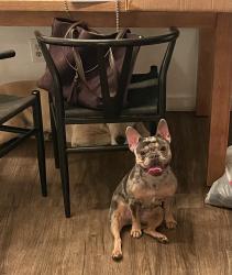 Found/Stray Unknown Dog last seen Near Babcock street , San Diego, CA 92127