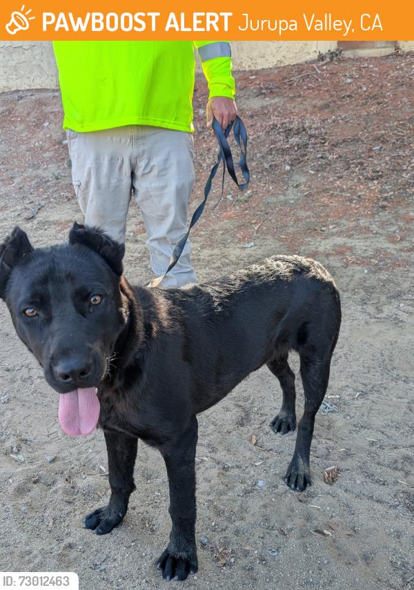 Found/Stray Male Dog last seen Limonite ave , Jurupa Valley, CA 91752