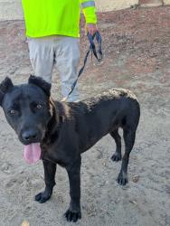 Found/Stray Male Dog last seen Limonite ave , Jurupa Valley, CA 91752