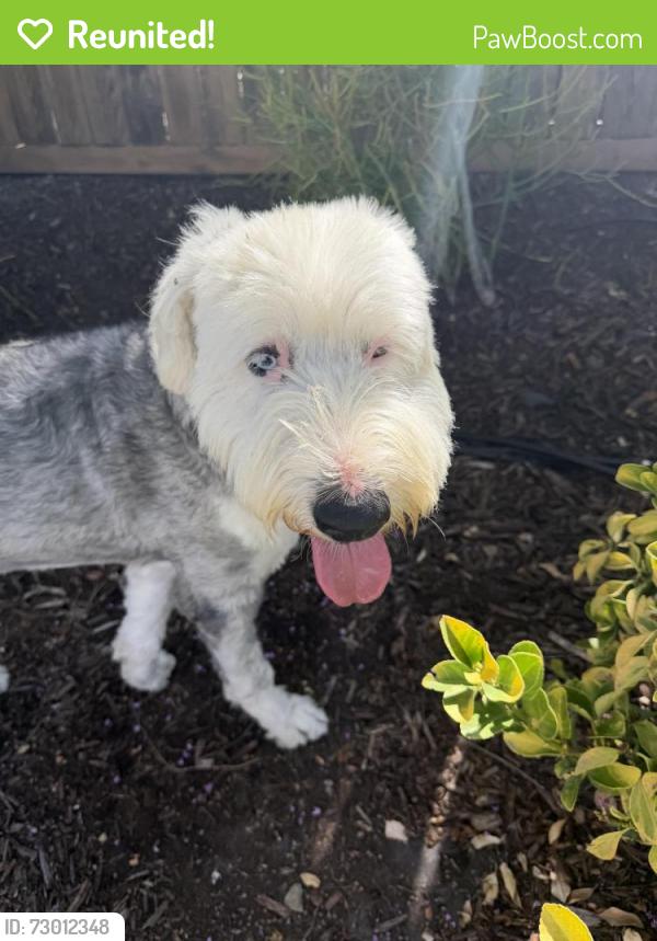 Reunited Male Dog last seen Near Stevenson Ranch Ct, Chula Vista, CA 91914, USA, Chula Vista, CA 91914