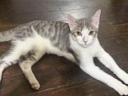 Found/Stray Male Cat last seen Compton and hooper , Los Angeles, CA 90001