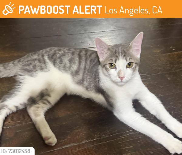 Found/Stray Male Cat last seen Compton and hooper , Los Angeles, CA 90001
