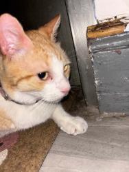 Found/Stray Female Cat last seen 50&6, Brooklyn, NY 11220