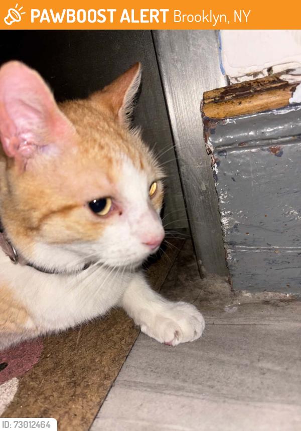 Found/Stray Female Cat last seen 50&6, Brooklyn, NY 11220