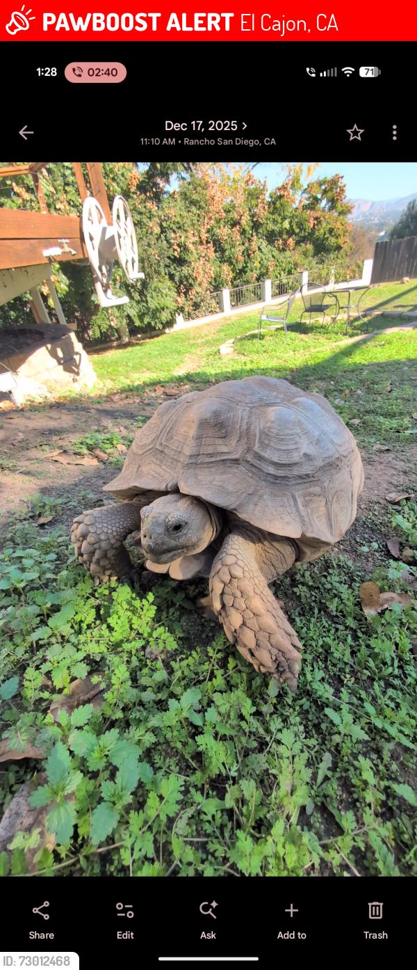 Lost Female Reptile last seen Near Bernita Rd , El Cajon, CA 92020