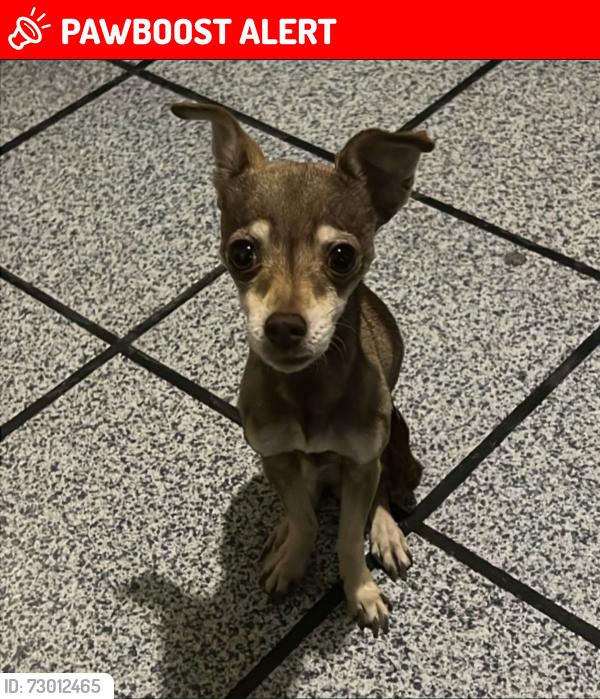 Lost Female Dog last seen Walmart Muñoz, SLP, San Luis Potosí, S.L.P. 78170