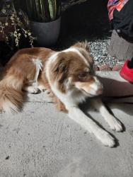 Reunited Female Dog last seen Riverside ave & San Bernardino, Rialto, CA 92376
