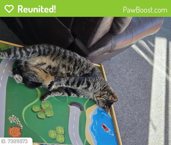 Reunited Male Cat last seen Near w bellwood place , Littleton, CO 80123
