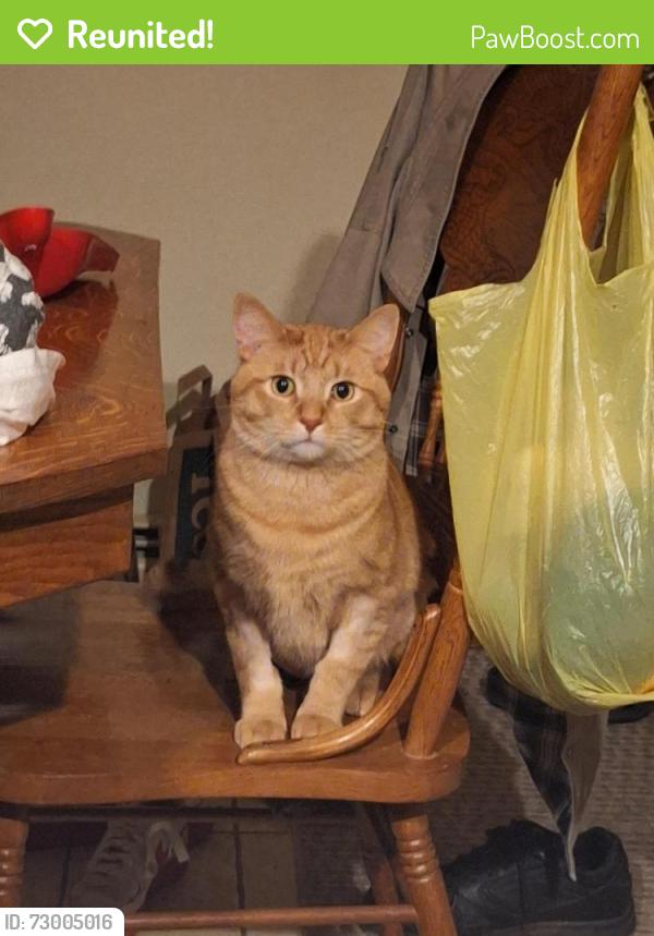 Reunited Male Cat last seen Aldo Leopold Community School , Astor Neighborhood, Green Bay, WI 54301