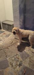 Reunited Unknown Dog last seen Cayenne Ridge road , San Diego, CA 92127