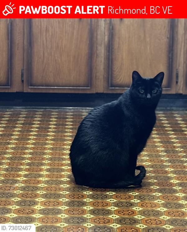 Lost Female Cat last seen Steveston -The Duns area. , Richmond, BC V7E