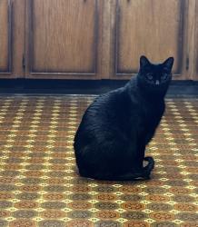 Lost Female Cat last seen Steveston -The Duns area. , Richmond, BC V7E