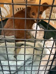 Shelter Stray Female Dog last seen , , CA, 1101 29th Ave, Oakland, CA 94601, USA