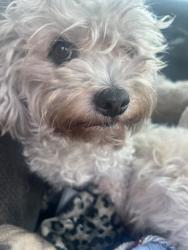 Lost Female Dog last seen Poway , Poway, CA 92064