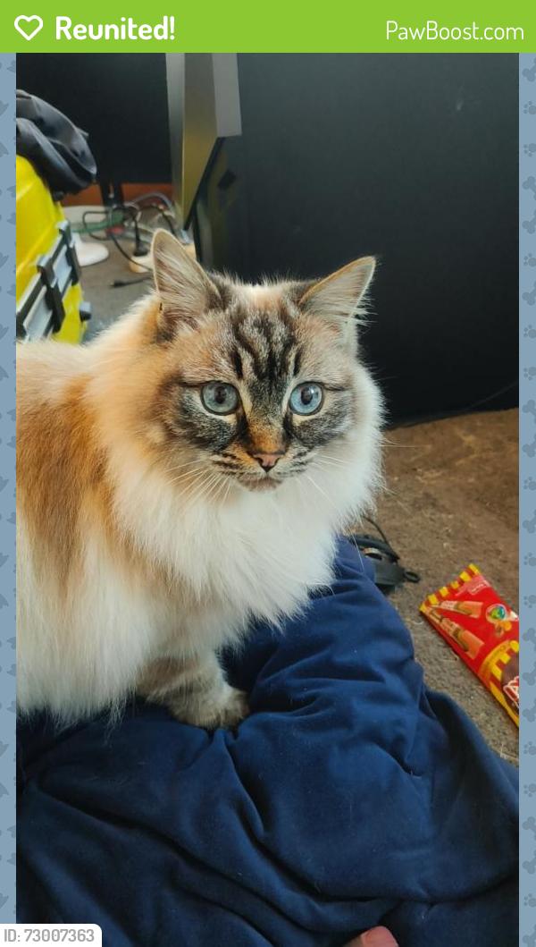 Reunited Female Cat last seen Petrie Street Frankston, Frankston, VIC 3199