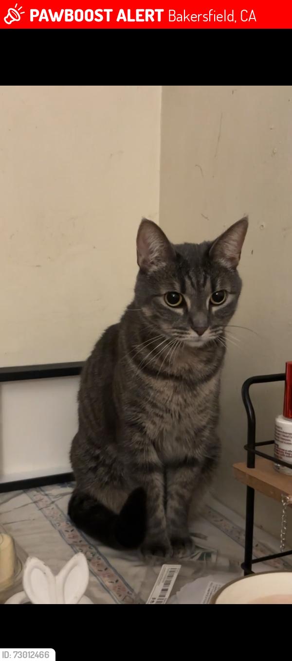 Lost Female Cat last seen 34th and Panama st near Fastrip, Bakersfield, CA 93301
