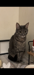 Lost Female Cat last seen 34th and Panama st near Fastrip, Bakersfield, CA 93301