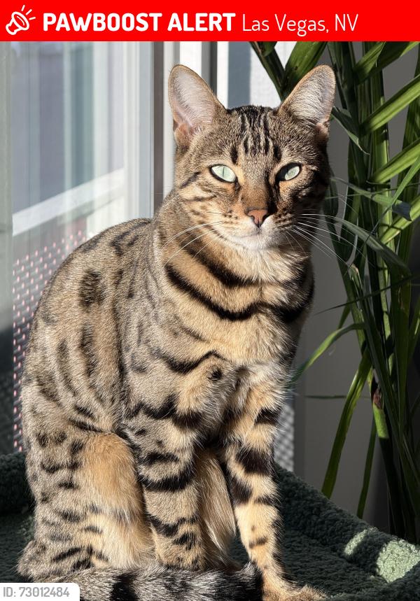 Lost Female Cat last seen Symphony Park, Las Vegas, NV 89106