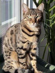 Lost Female Cat last seen Symphony Park, Las Vegas, NV 89106
